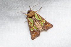 Cosmodes elegans