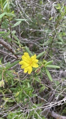 Hibbertia furfuracea
