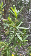 Hibbertia furfuracea