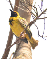 Ploceus cucullatus spilonotus