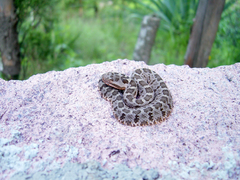 Crotalus aquilus