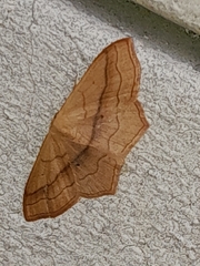 Cyclophora ruficiliaria