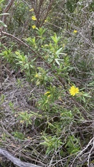 Hibbertia furfuracea
