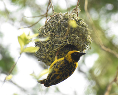 Ploceus cucullatus spilonotus