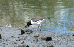 Haematopus ostralegus