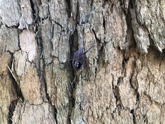 Theseus modestus scutellatus