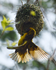 Ploceus cucullatus spilonotus