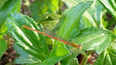 Zygoptera