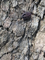 Theseus modestus scutellatus