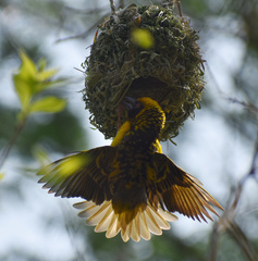 Ploceus cucullatus spilonotus