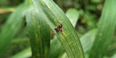 Choreutis