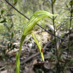Pterostylis plumosa