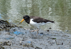 Haematopus ostralegus