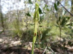 Pterostylis plumosa