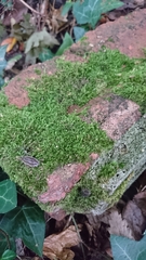 Rhynchostegium confertum