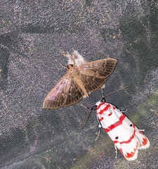 Herpetogramma phaeopteralis