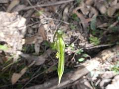 Pterostylis plumosa