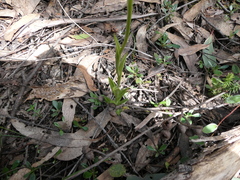 Pterostylis plumosa