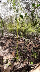 Pterostylis plumosa