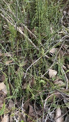 Lindsaea linearis