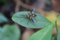 Dexia fulvifera