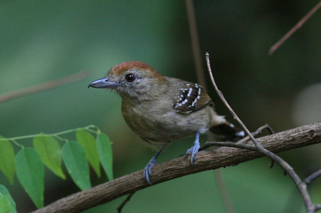 Northern Slaty Antshrike