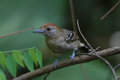 Thamnophilus punctatus