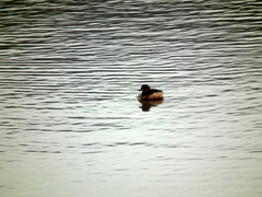 Tachybaptus ruficollis capensis