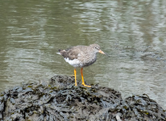 Tringa totanus