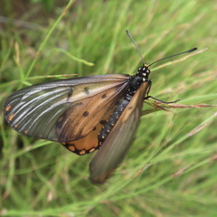 Acraea horta
