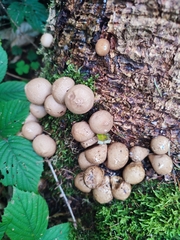 Apioperdon