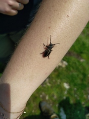 Dorcadion fuliginator