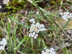 Anaphalis morrisonicola