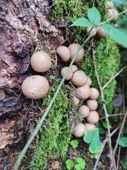 Apioperdon