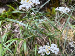 Anaphalis morrisonicola