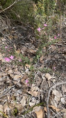 Boronia gracilipes