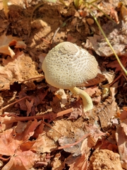 Fungi