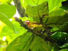 Colaptes punctigula