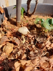 Fungi