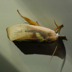 Cryptophasa rubescens