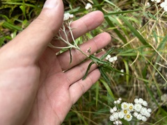 Anaphalis morrisonicola