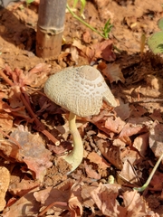 Fungi