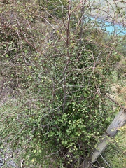Plagianthus regius