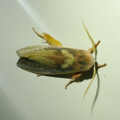 Cryptophasa rubescens