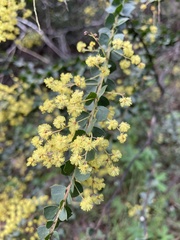 Acacia pravissima