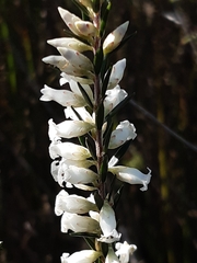 Epacris obtusifolia
