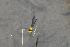 Pseudagrion aureofrons