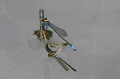 Pseudagrion aureofrons