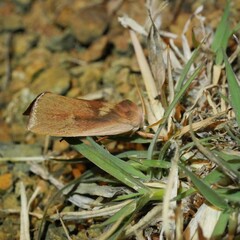 Cryptophasa rubescens