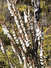 Epacris obtusifolia